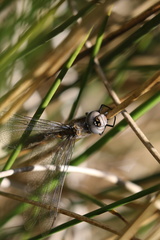 Rhionaeschna californica