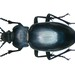 Smooth Ground Beetle - Photo (c) Udo Schmidt, some rights reserved (CC BY-SA)