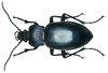 Smooth Ground Beetle - Photo (c) Udo Schmidt, some rights reserved (CC BY-SA)