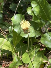Rhaponticoides africana