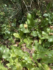 Rhaponticoides africana