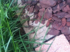 Anolis cristatellus cristatellus