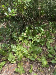 Rhaponticoides africana