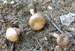 Bonomyces