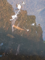 Lissotriton vulgaris