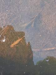 Lissotriton vulgaris