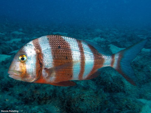 Red-banded Seabream