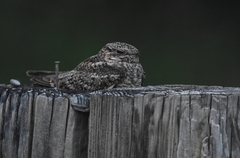 Chordeiles acutipennis