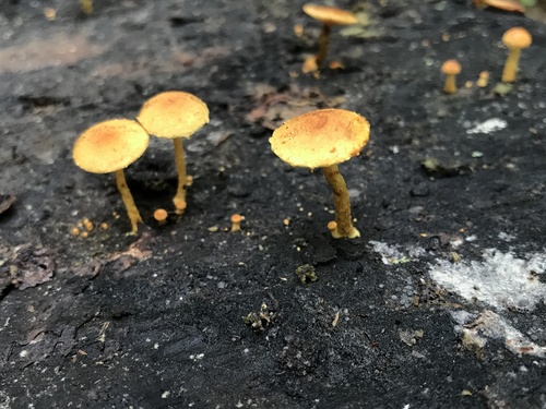 Pleuroflammula (Photo 2 of 10)