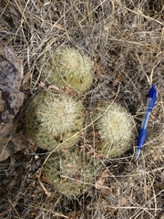 Coryphantha recurvata