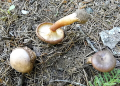 Bonomyces