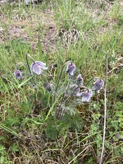 Pulsatilla vulgaris