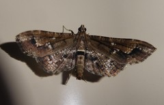 Merodictya marmorata