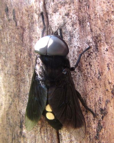 Hippo Fly