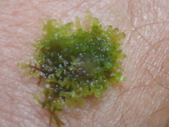 Riccardia chamedryfolia