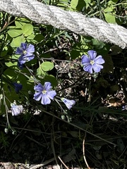 Linum lewisii