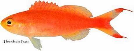Threadnose Anthias