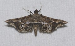 Merodictya marmorata