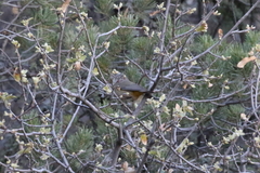 Leiothlypis crissalis