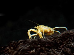 Munidopsis polymorpha