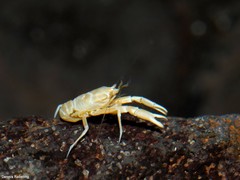 Munidopsis polymorpha