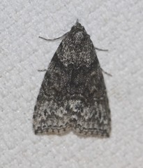 Calathusa basicunea
