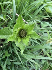 Pentanema orientale
