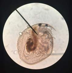 Chydoridae