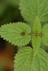 Kleidocerys privignus