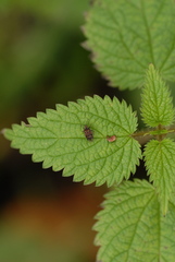 Kleidocerys privignus