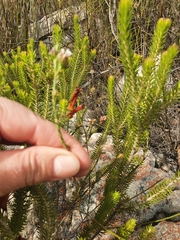Euchaetis