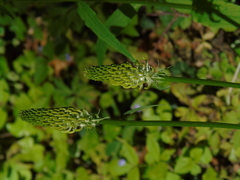 Phyteuma spicatum