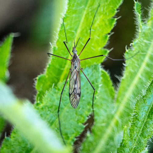 Tipula dorsimacula