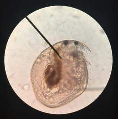 Chydoridae