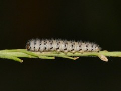 Zegris eupheme