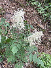 Aruncus