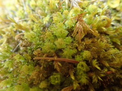 Plagiomnium venustum