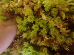 Plagiomnium venustum