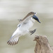 White-winged Swallow - Photo (c) waiken, some rights reserved (CC BY-NC)