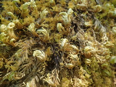 Homalothecium megaptilum