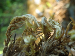 Homalothecium megaptilum