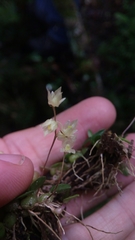 Bulbophyllum conchidioides image