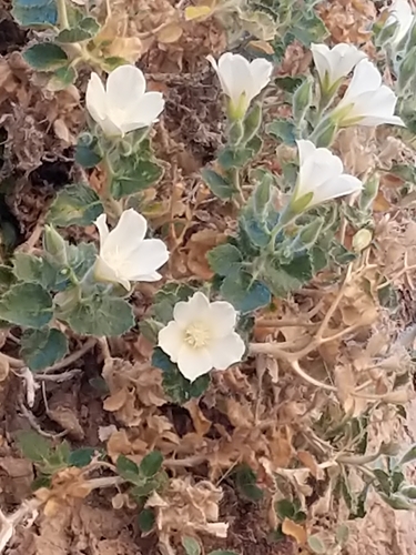 Desert stingbush (Eucnide urens)