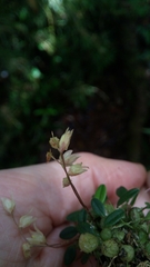 Bulbophyllum conchidioides image