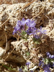 Eriastrum densifolium