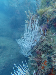 Eunicella singularis