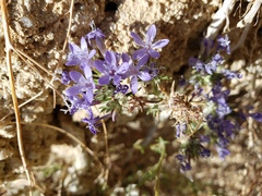 Eriastrum densifolium
