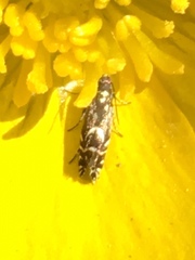 Glyphipterix simpliciella
