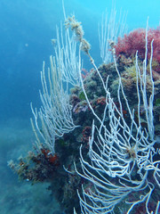 Eunicella singularis