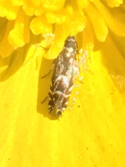 Glyphipterix simpliciella